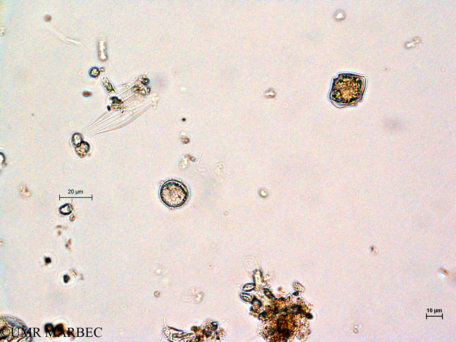 phyto/Thau_Lagoon/THAU_station1/GELAMED 2010/Scrippsiella spp et Diplopsalid 1 (ancien S. sp2 cf precaria)(copy).jpg